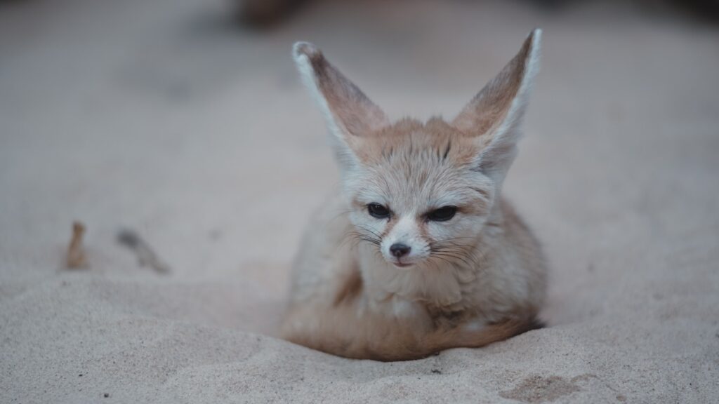 An adorable Fennec fox with its characteristic large ears sitting on the sand.