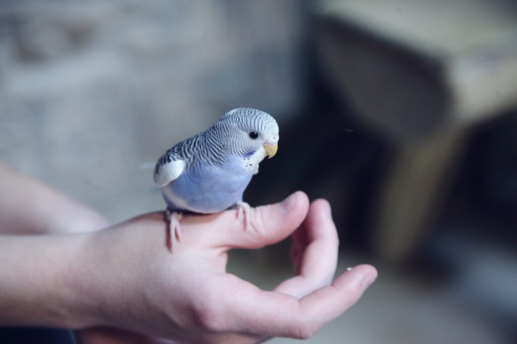 blue budgie on its owners hand
