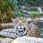 leopard lying on gray rock