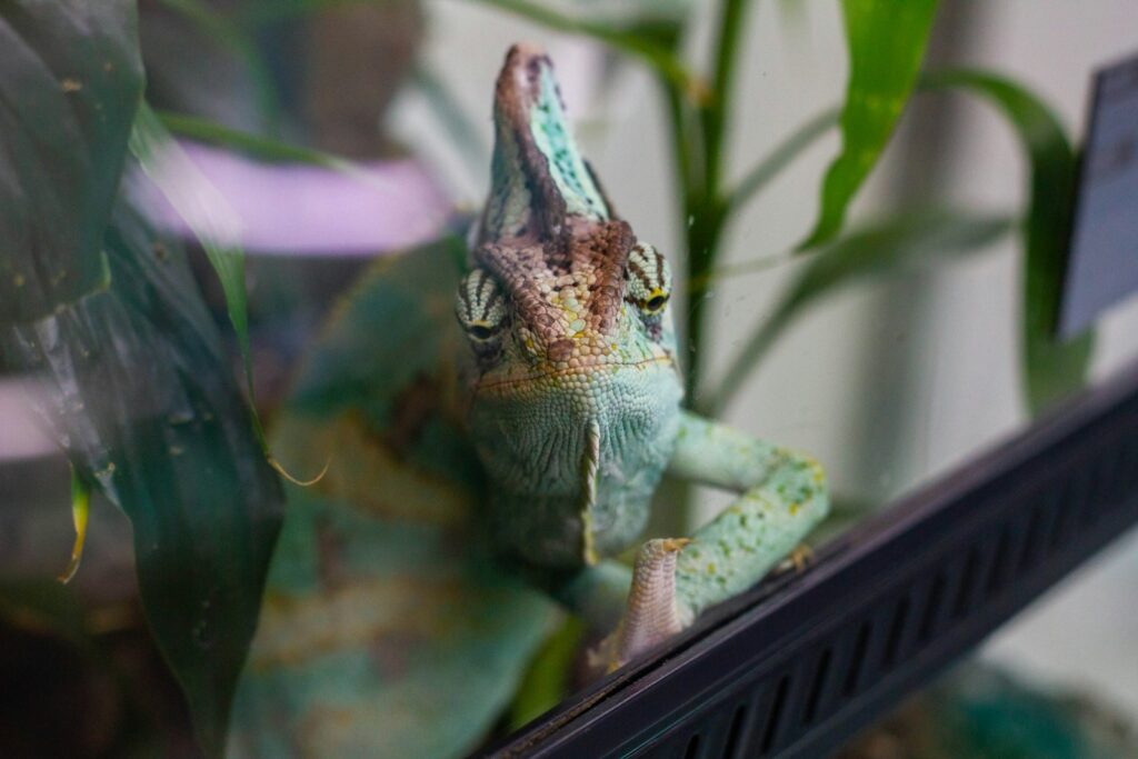 a small lizard sitting on top of a window sill