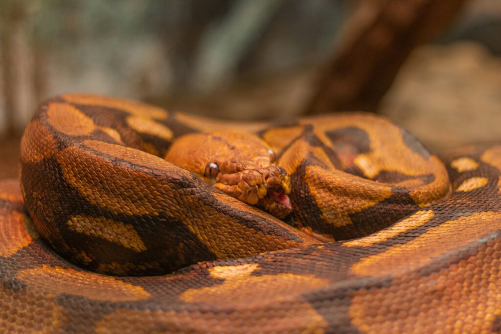 brown and black ball python on ground