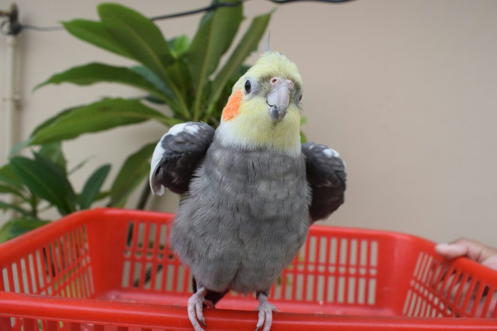 a bird standing on a red chair