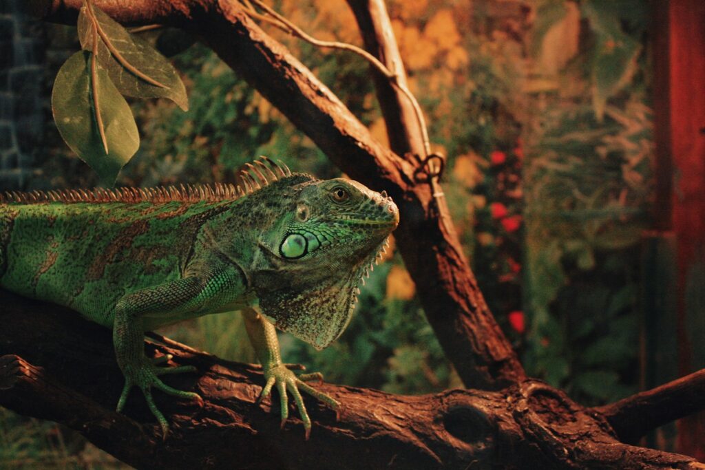 green and brown iguana on brown tree branch