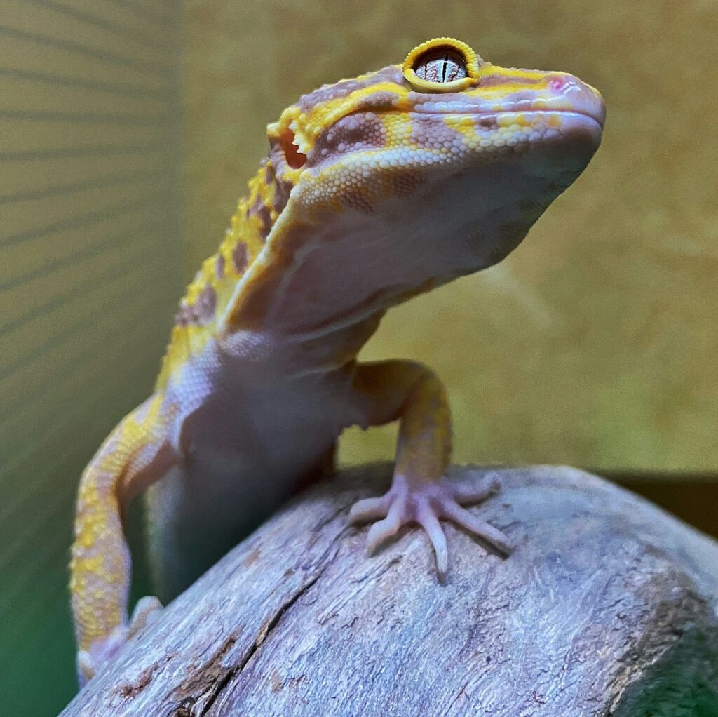 brown and white lizard on brown wood