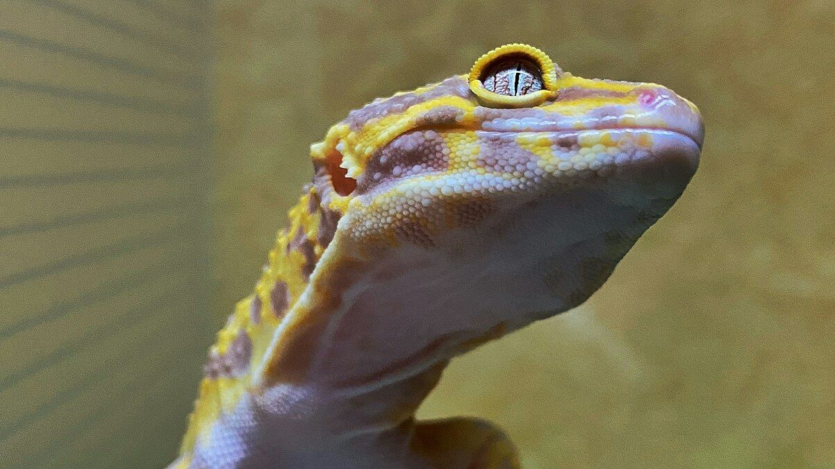leopard gecko perched on a log