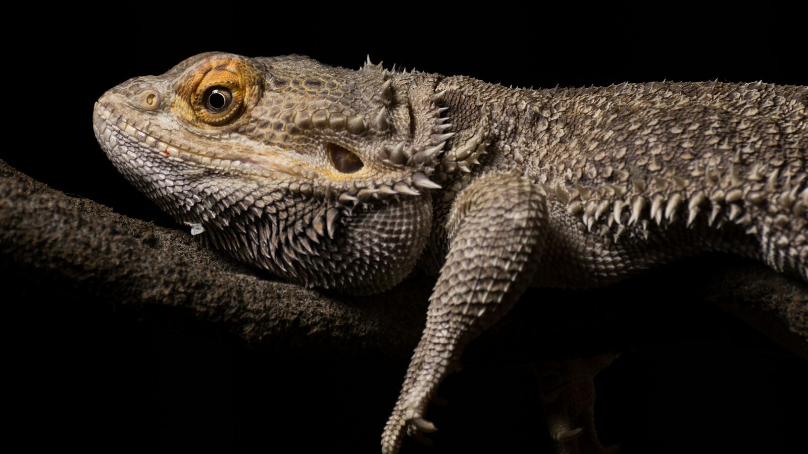 brown and black bearded dragon