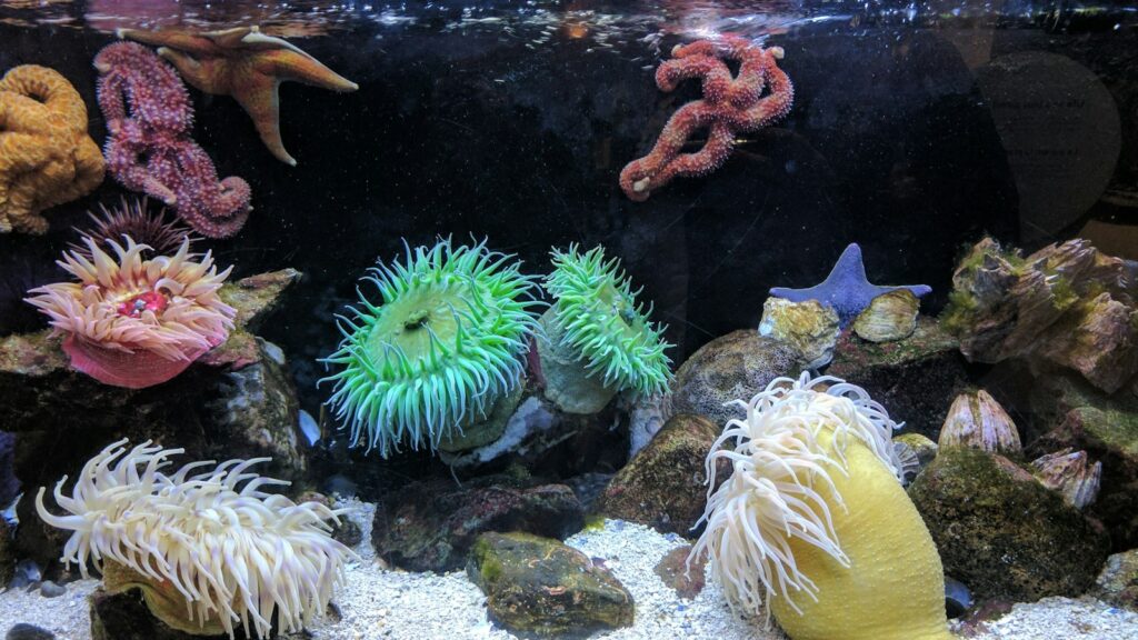 A saltwater aquarium with colorful sea anemones and starfish.