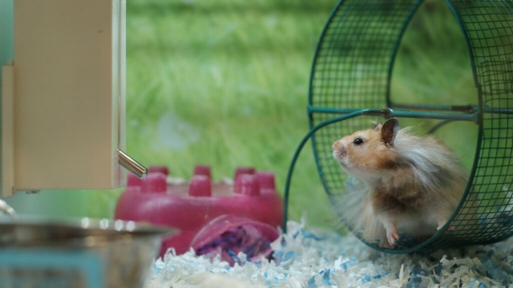 A fluffy, light brown and white hamster sitting in a green wire wheel.