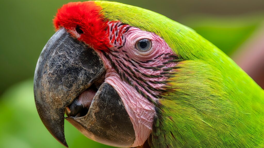 green yellow and red parrot