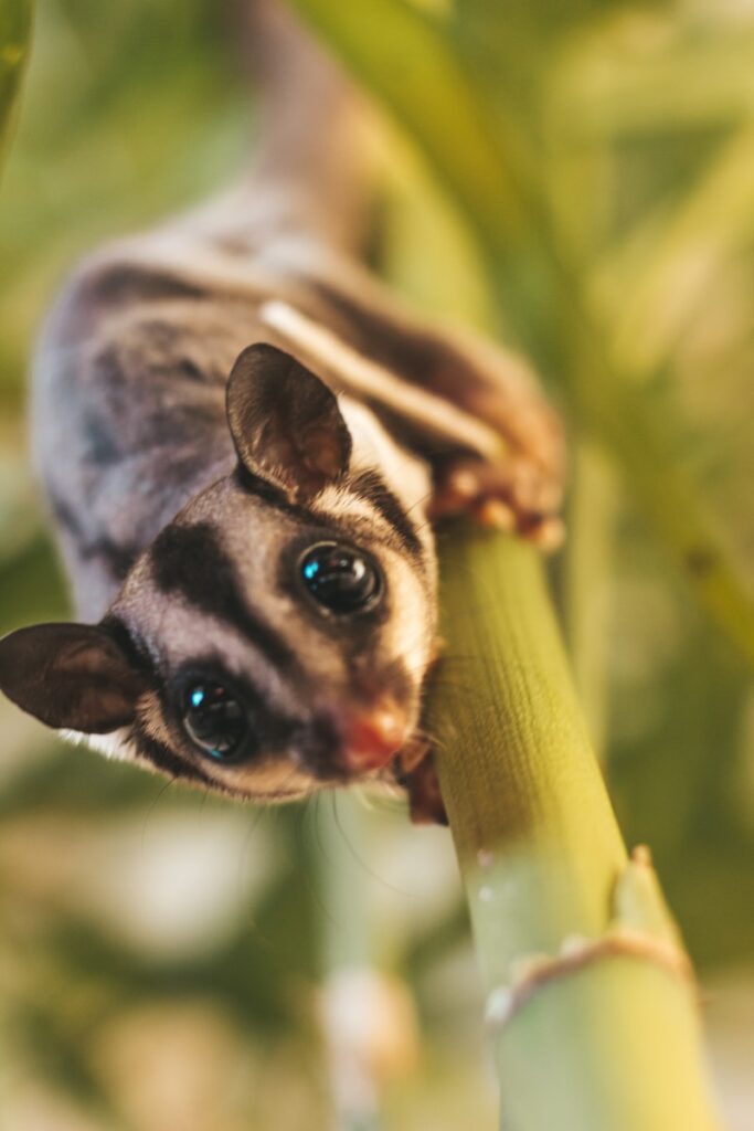 Cute sugar glider on a green plant, looking straight at the camera.