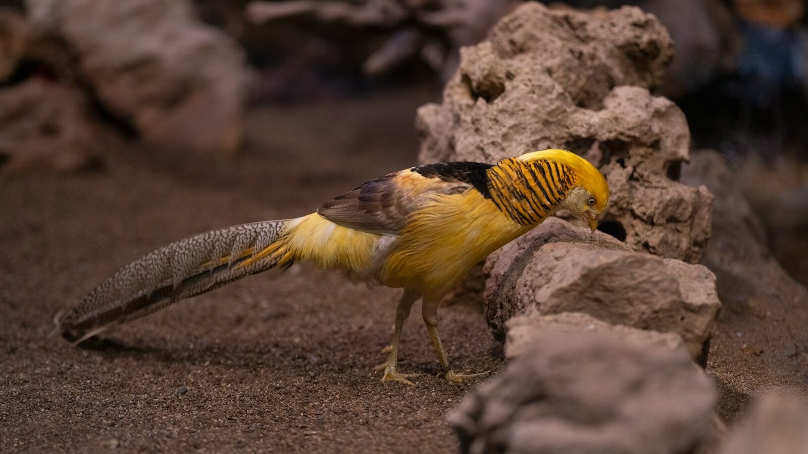 A small yellow bird standing on top of a pile of rocks