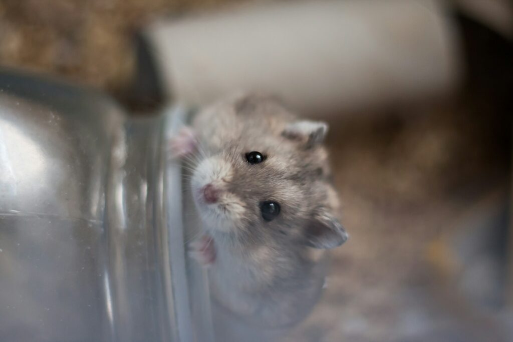 brown rodent in clear container