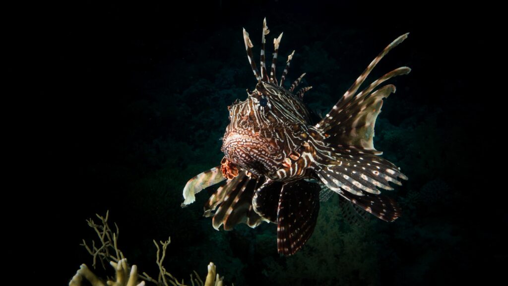 brown lion fish