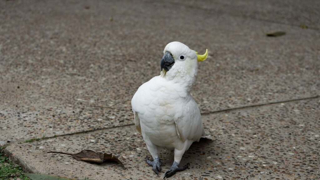 white cockatoo on brown brick floor