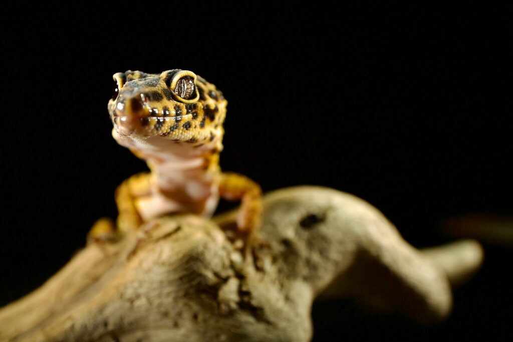 a small gecko sitting on top of a tree branch
