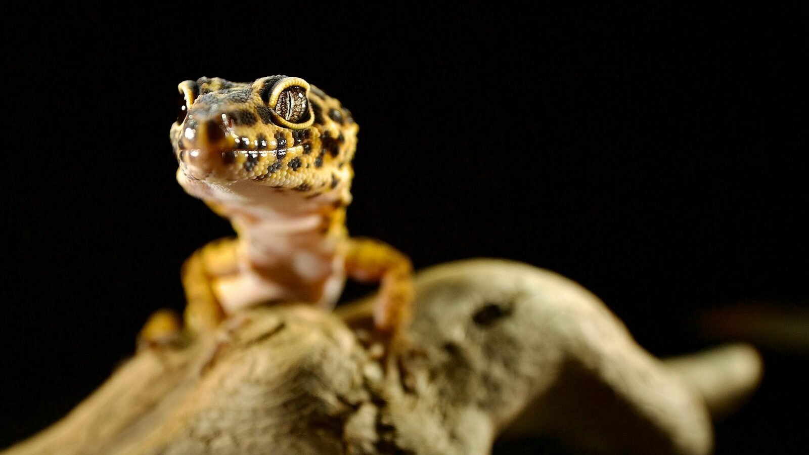 a small gecko sitting on top of a tree branch