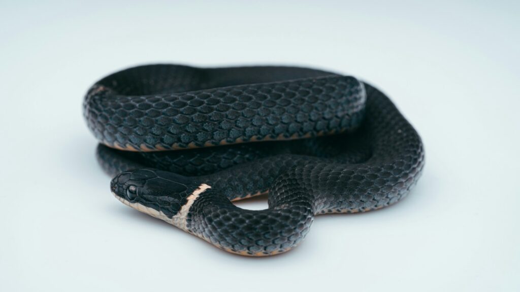 A close-up of a ringneck snake, showcasing its smooth, dark scales and the prominent band around its neck.