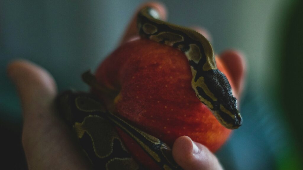 A small Ball Python, with its characteristic brown and tan blotches, is gently draped over a red apple held in a person's hand.