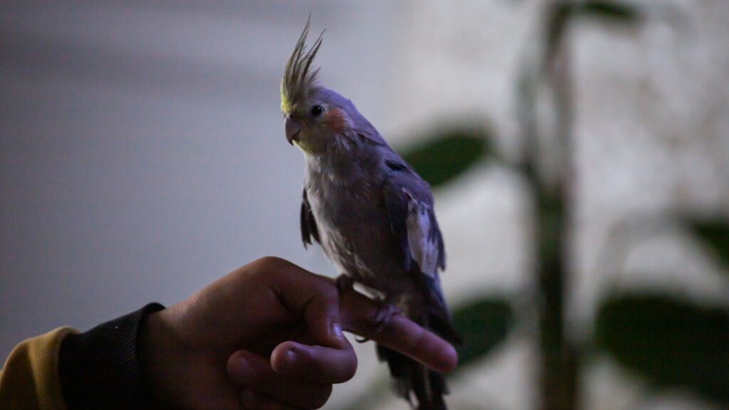 A grey cockatiel with a yellow crest and orange cheek patch perched on a person's finger.