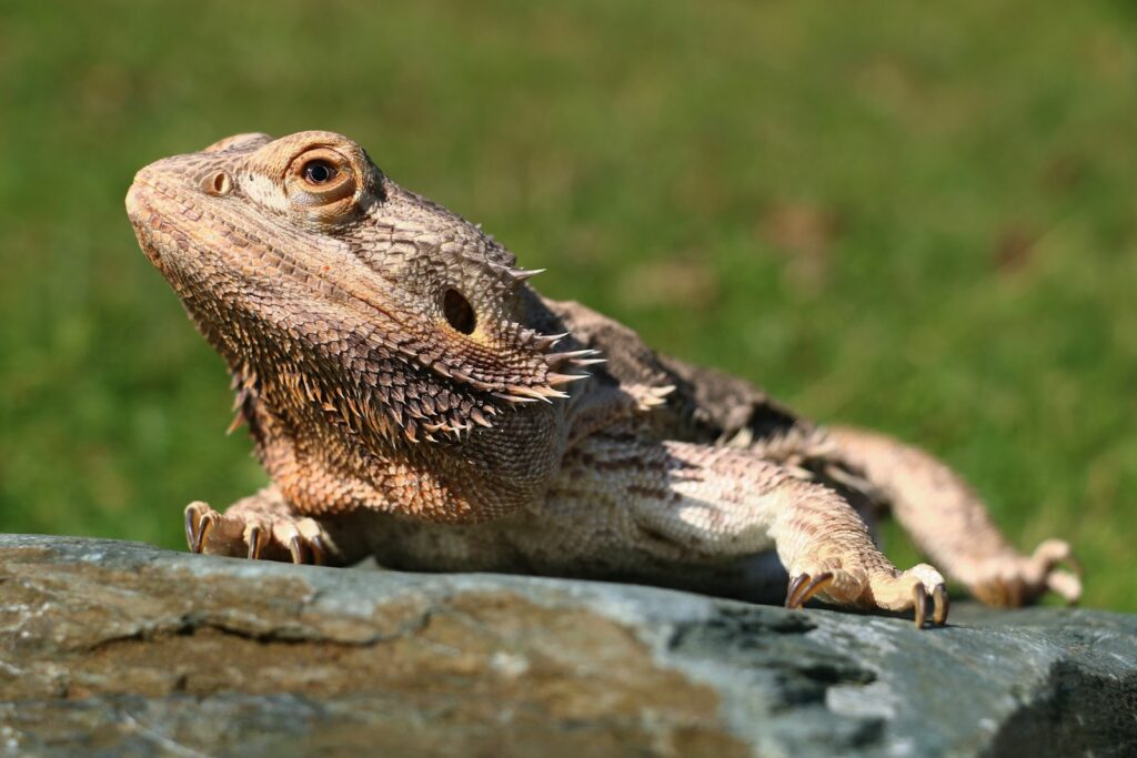 Basking Positions and Posture