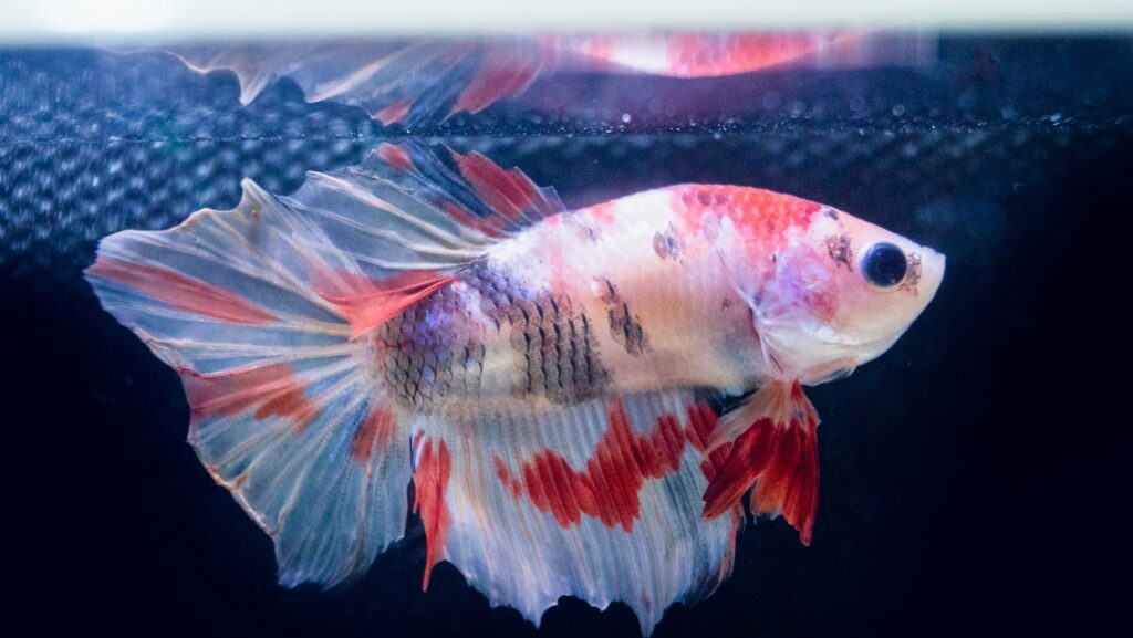 A Betta fish with white, red, and iridescent blue markings swimming near the surface of the water.