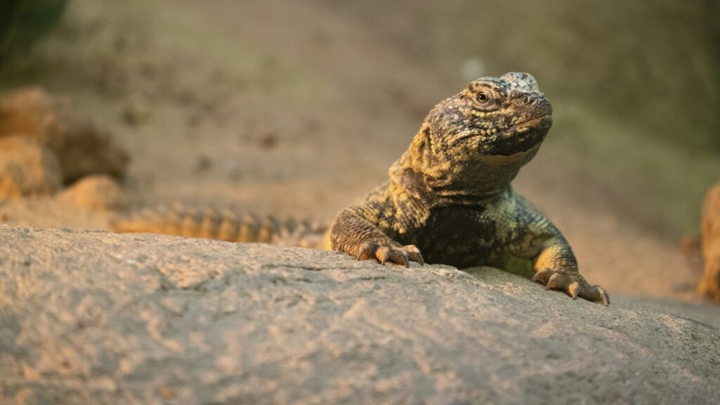 A Uromastyx lizard, with its textured scales and robust body, resting on a light brown rock.