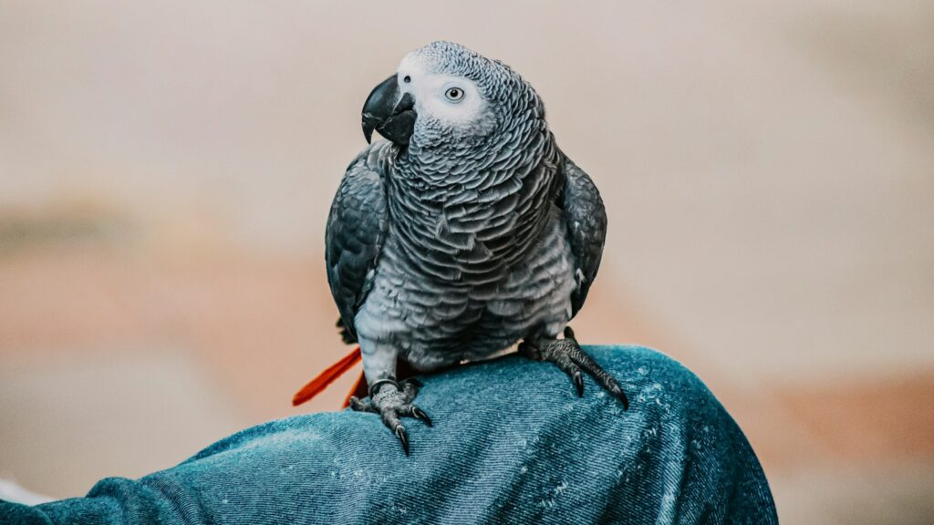 Close-up of an African Grey Parrot with its characteristic grey feathers, a lighter grey face, and a vibrant red tail, perched comfortably on a person's leg.