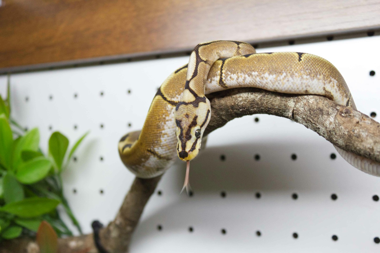 A snake that is sitting on a branch