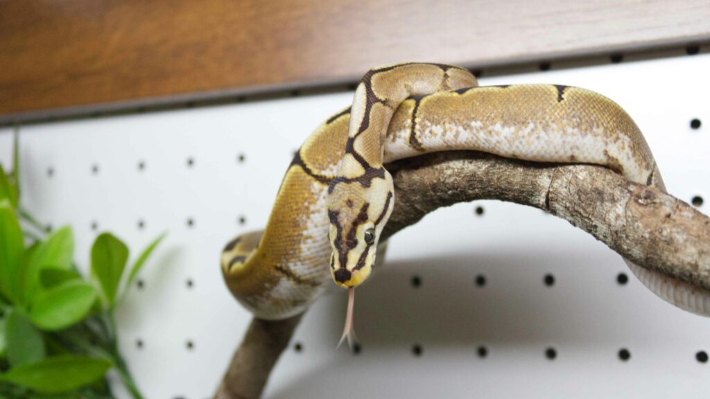 A Ball Python with a striking pattern of brown and tan blotches coiling around a textured branch within its enclosure.