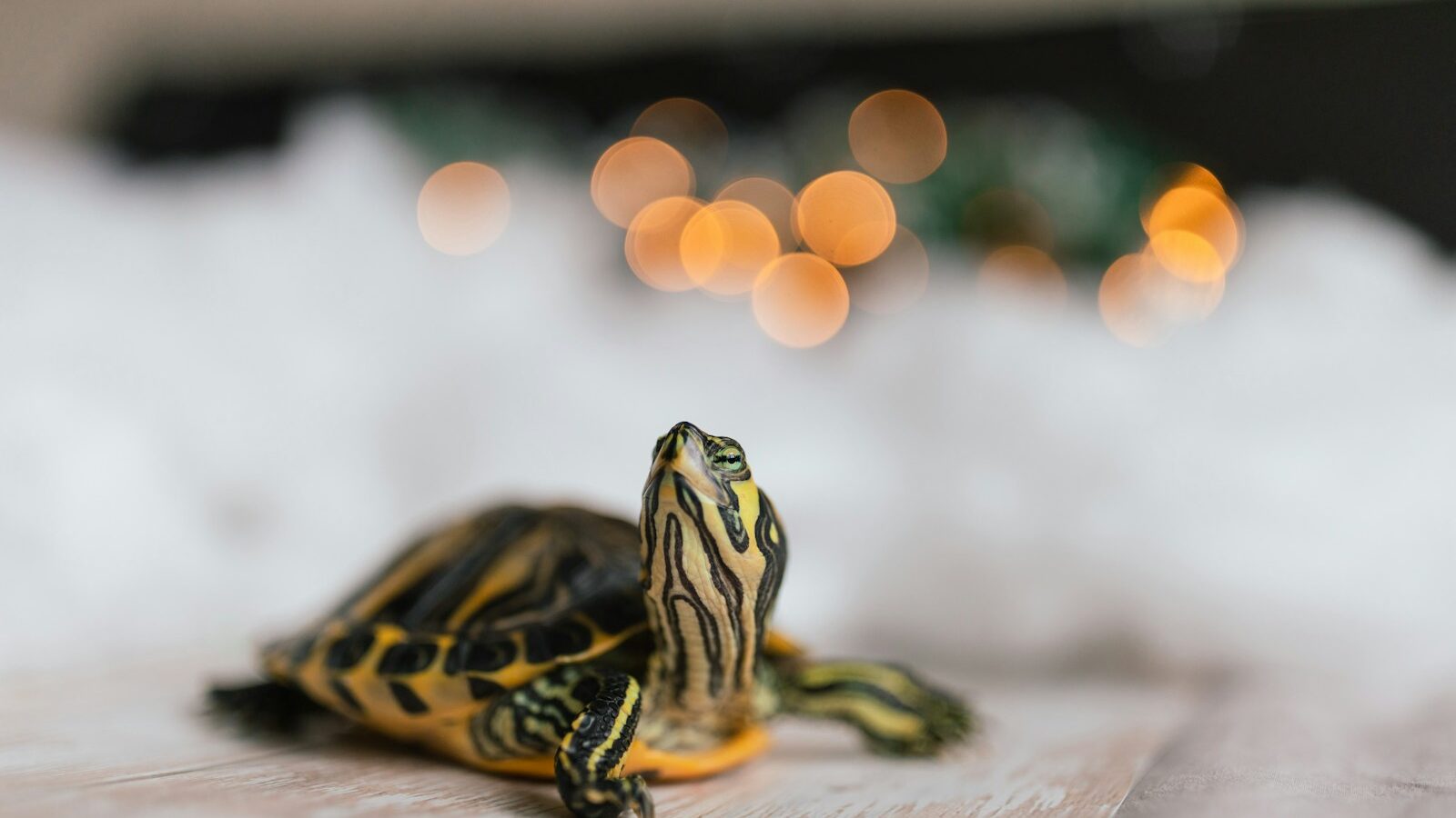 yellow and black turtle on white textile