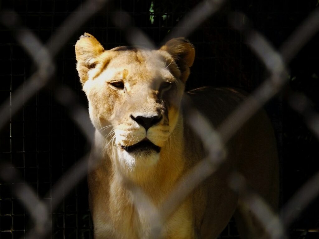 female adult lion in cage
