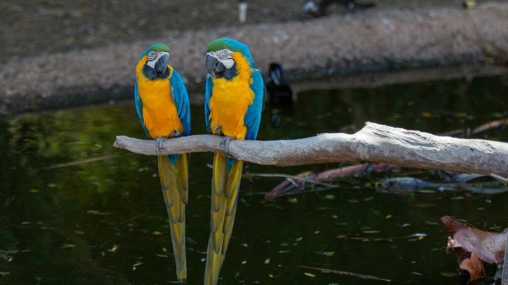 Two vibrant Blue-and-yellow Macaws, with their striking blue wings and backs, yellow chests, and long tails, perch side-by-side on a branch overlooking water.