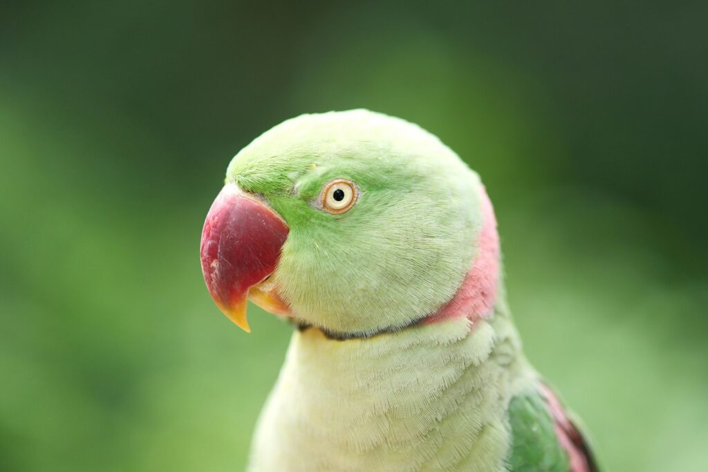 A close up of a parrot with a blurry background