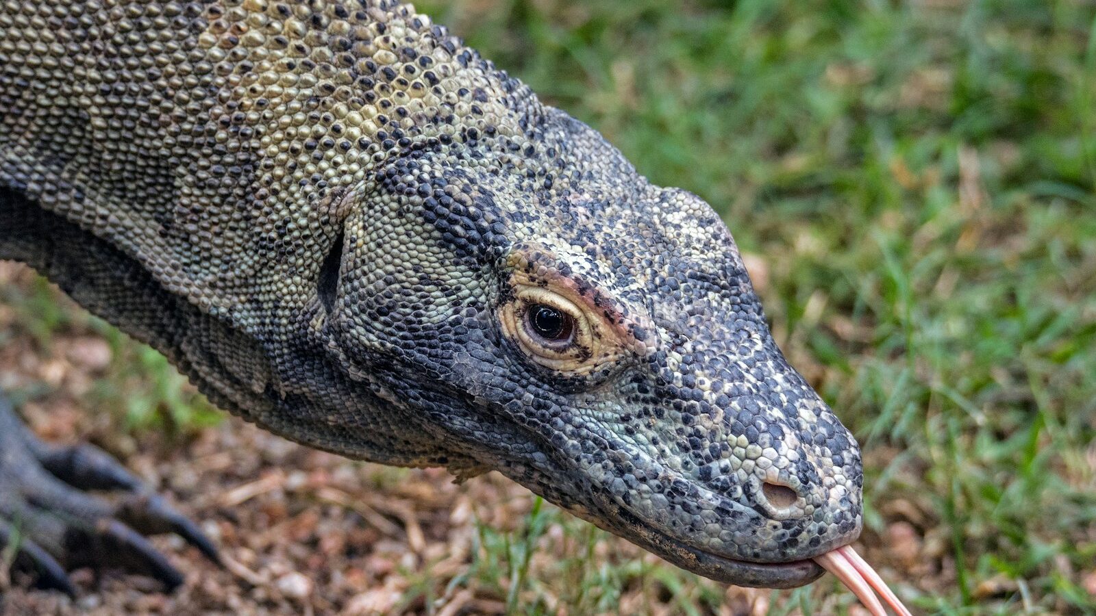 brown and blue reptile