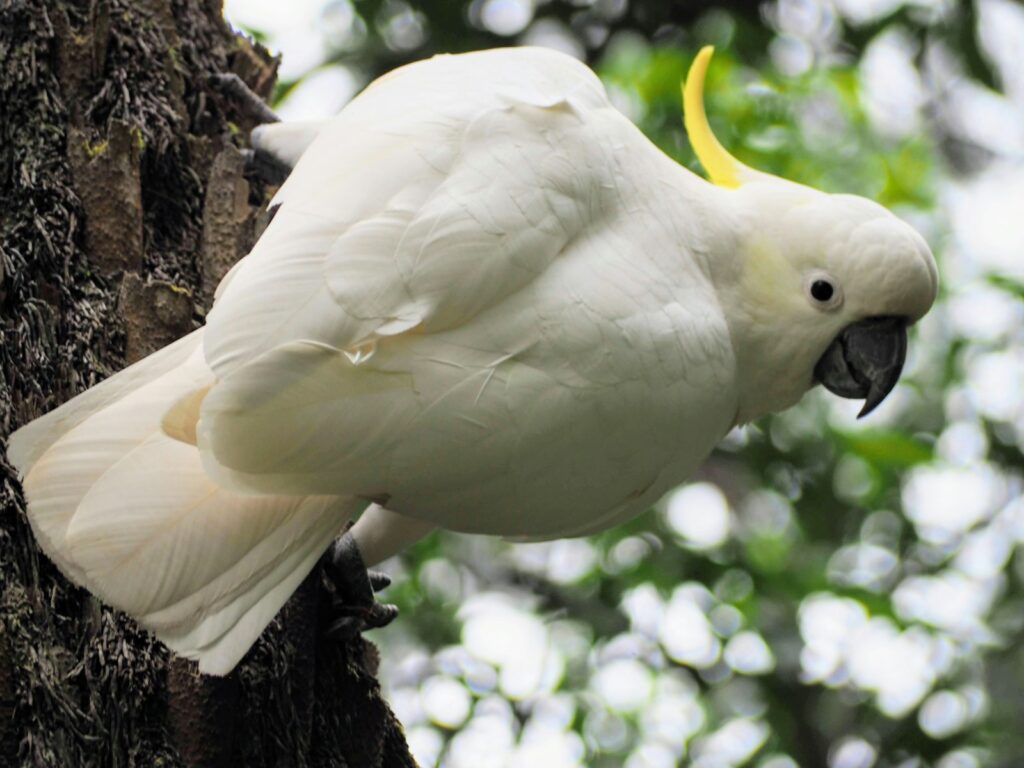 white cockatoo on brown tree branch during daytime