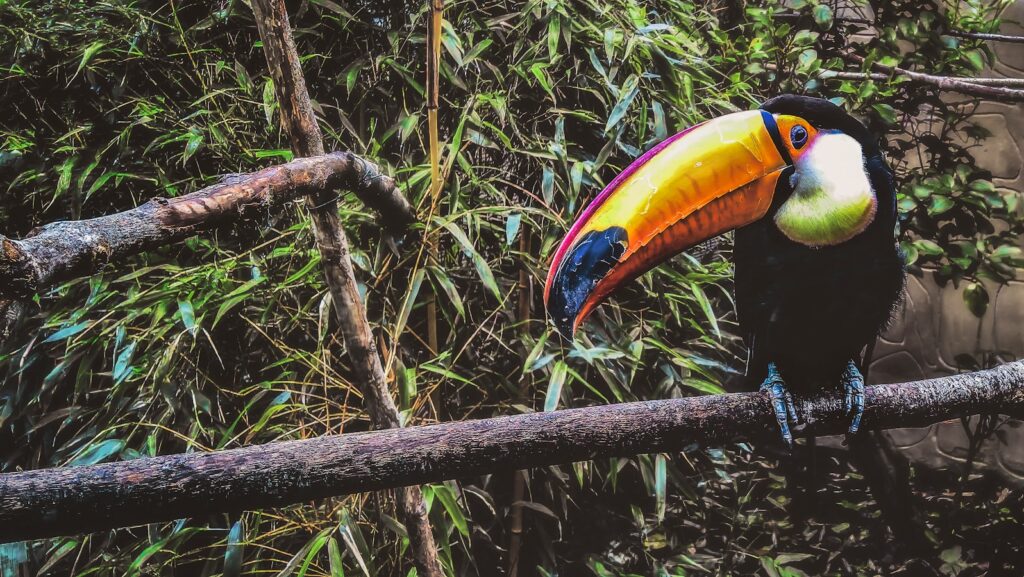 black and yellow toucan bird