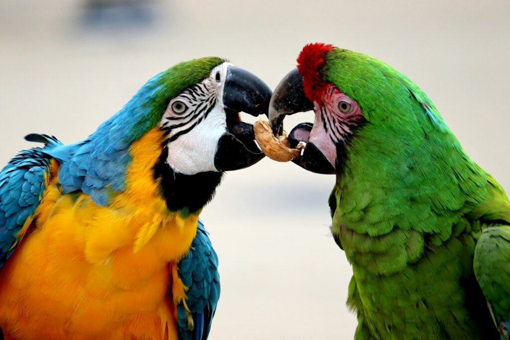 two yellow-and-blue and green macaws