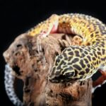 a leopard gecko sitting on top of a tree branch