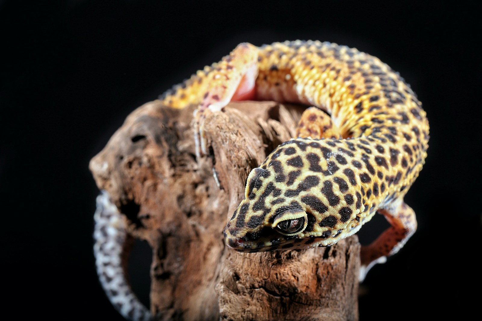a leopard gecko sitting on top of a tree branch
