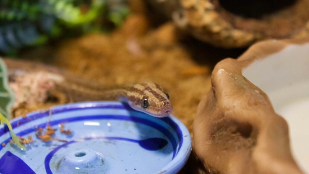 Close-up of a small brown snake with its patterned skin, near a blue water dish in a terrarium setting.