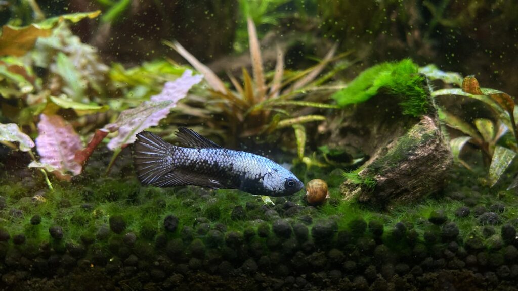 A Betta fish with subtle blue and dark patterns swimming near aquatic plants and substrate.