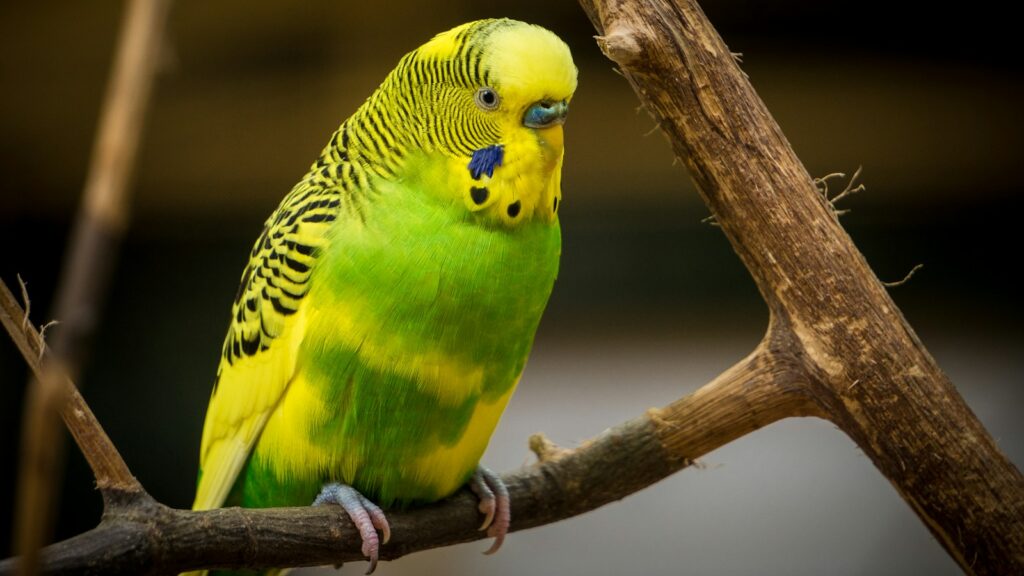A yellow and green Budgerigar with black scalloped markings perched on a bare branch.