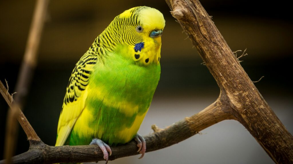 A green and yellow budgerigar standing on a tree branch in a natural setting.