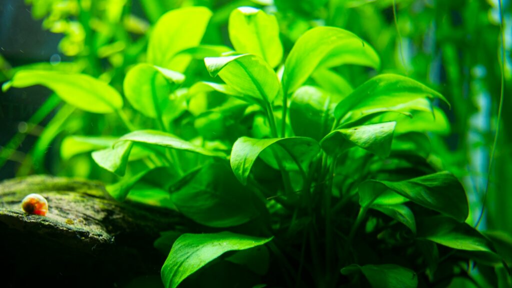 A close-up of vibrant aquatic plants in an aquarium setting.