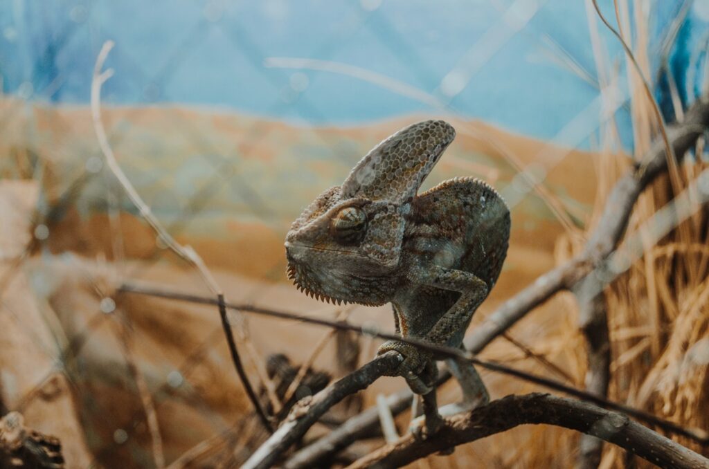 gray chameleon on wood branch