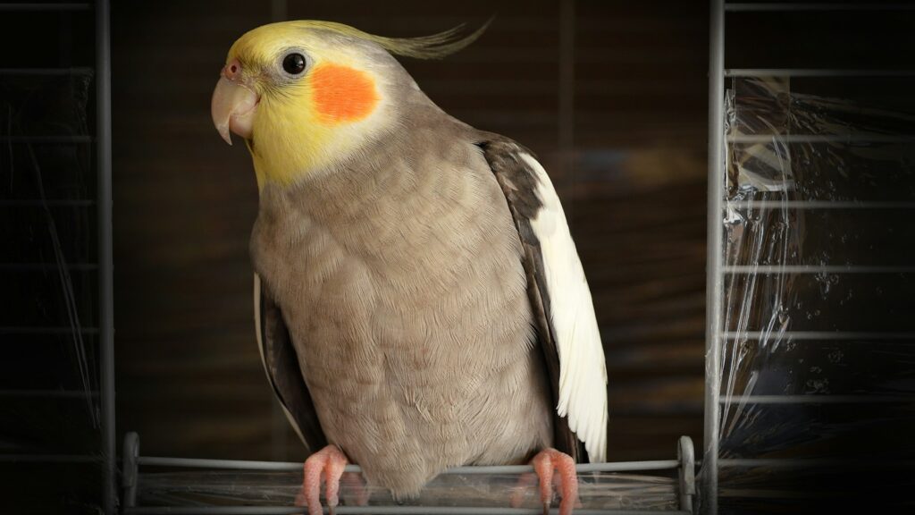 A grey cockatiel with a yellow crest and orange cheek patch perched on a metal cage.