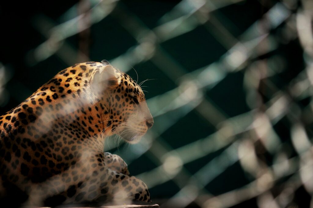 A close up of a cheetah behind a chain link fence