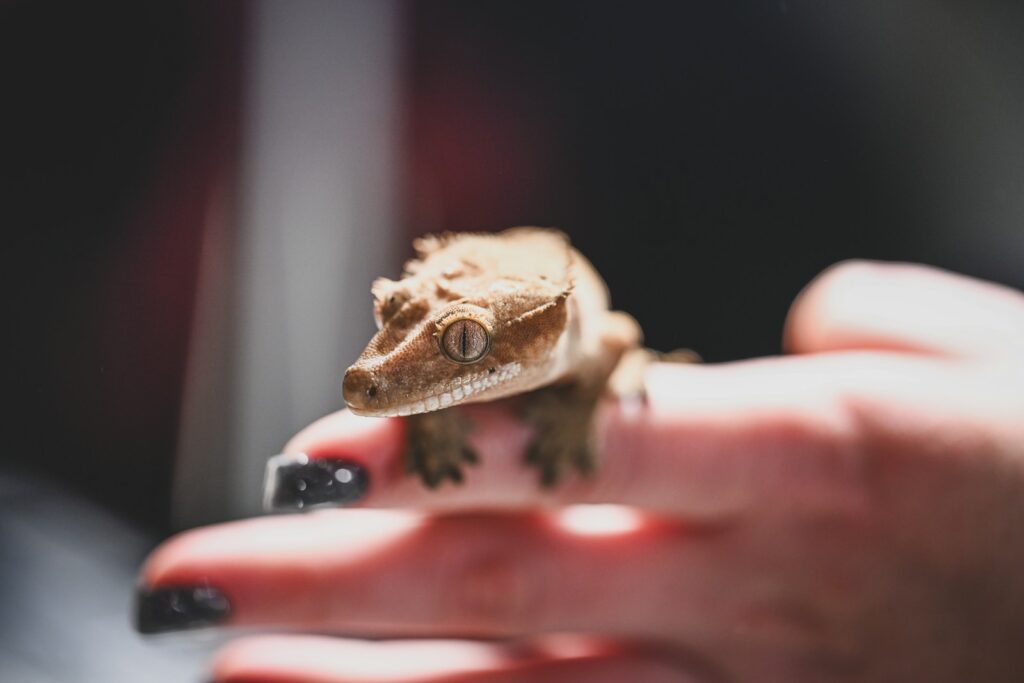 a small gecko sitting on top of a persons hand