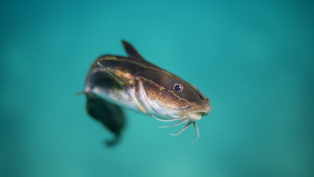 A striped eel catfish, with its distinctive barbels in a blue aquatic environment.