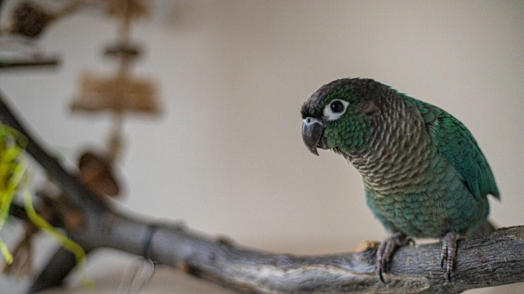 A green bird perched on a wooden branch indoors.